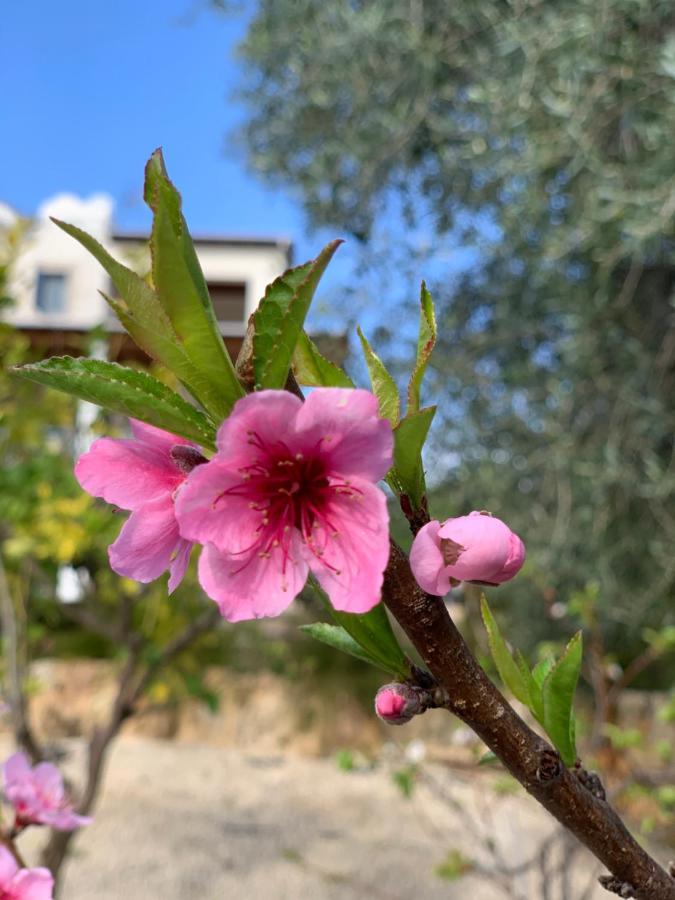 Beach Villa Gladiolus 네오 초리오 외부 사진